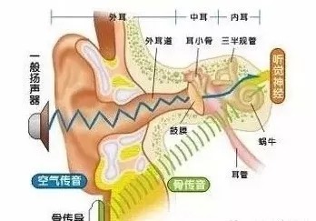 听觉示意图 听觉示意图